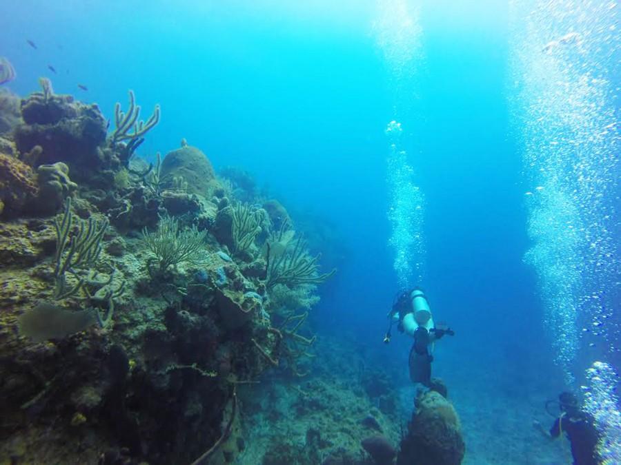 Marines Sciences club's trip to the Cayman Islands