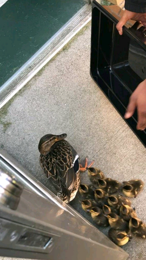 Students and staff guide ducklings out of the courtyard.